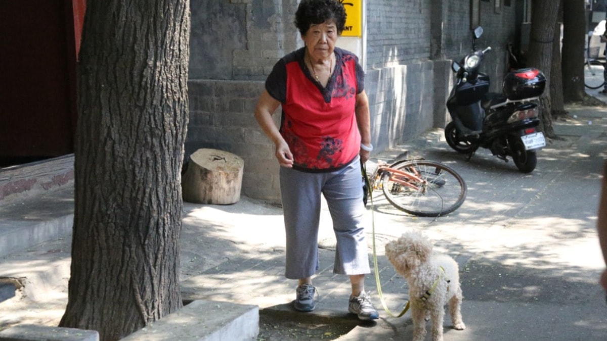 Çocuklarına öfkelenen kadın 84 milyon TL'lik mirası kedi ve köpeklerine bırakıyor