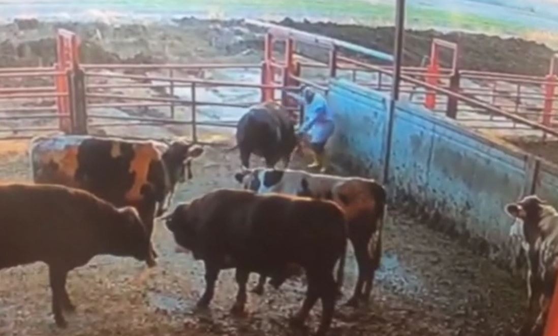 Besicinin zor anları... Boğa kaburgalarını kırdı