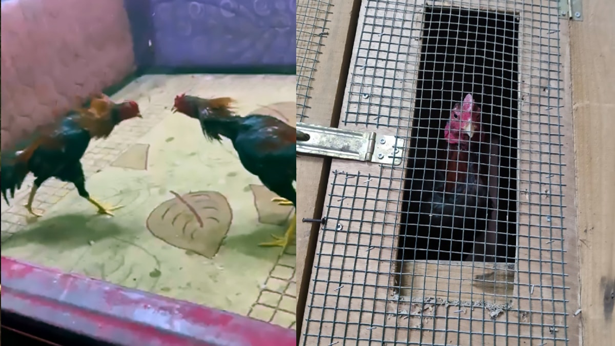 Horozları dövüştürürken yakalandılar... Binlerce lira ceza