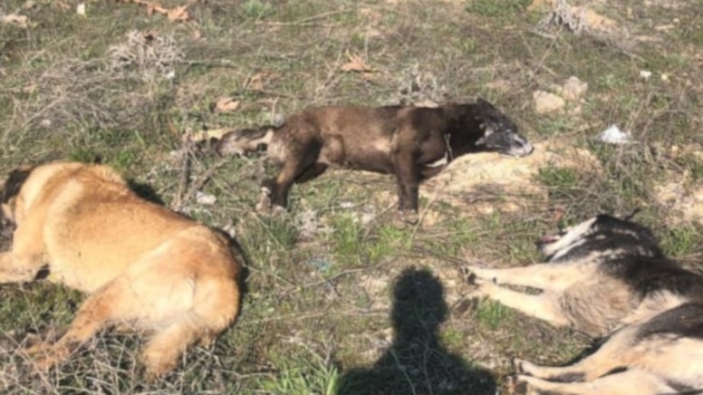 Karabük'te hayvan katliamı iddiasına soruşturma