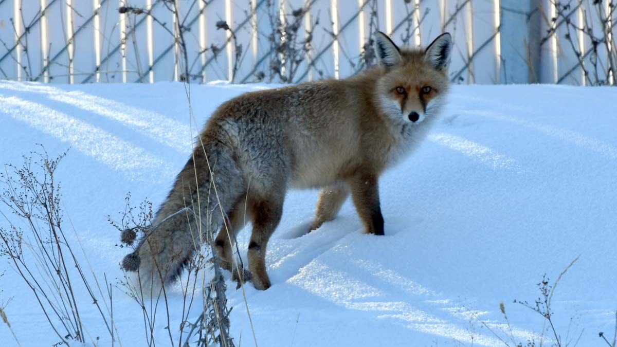 Aç kalan tilki yerleşim yerine indi