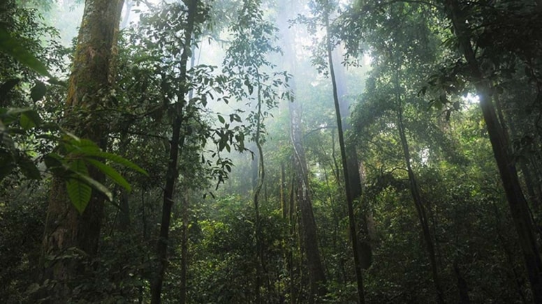 Bitki örtüsüyle kaplanmış devasa antik kent bulundu Bitki örtüsüyle kaplanmış devasa antik kent bulundu
