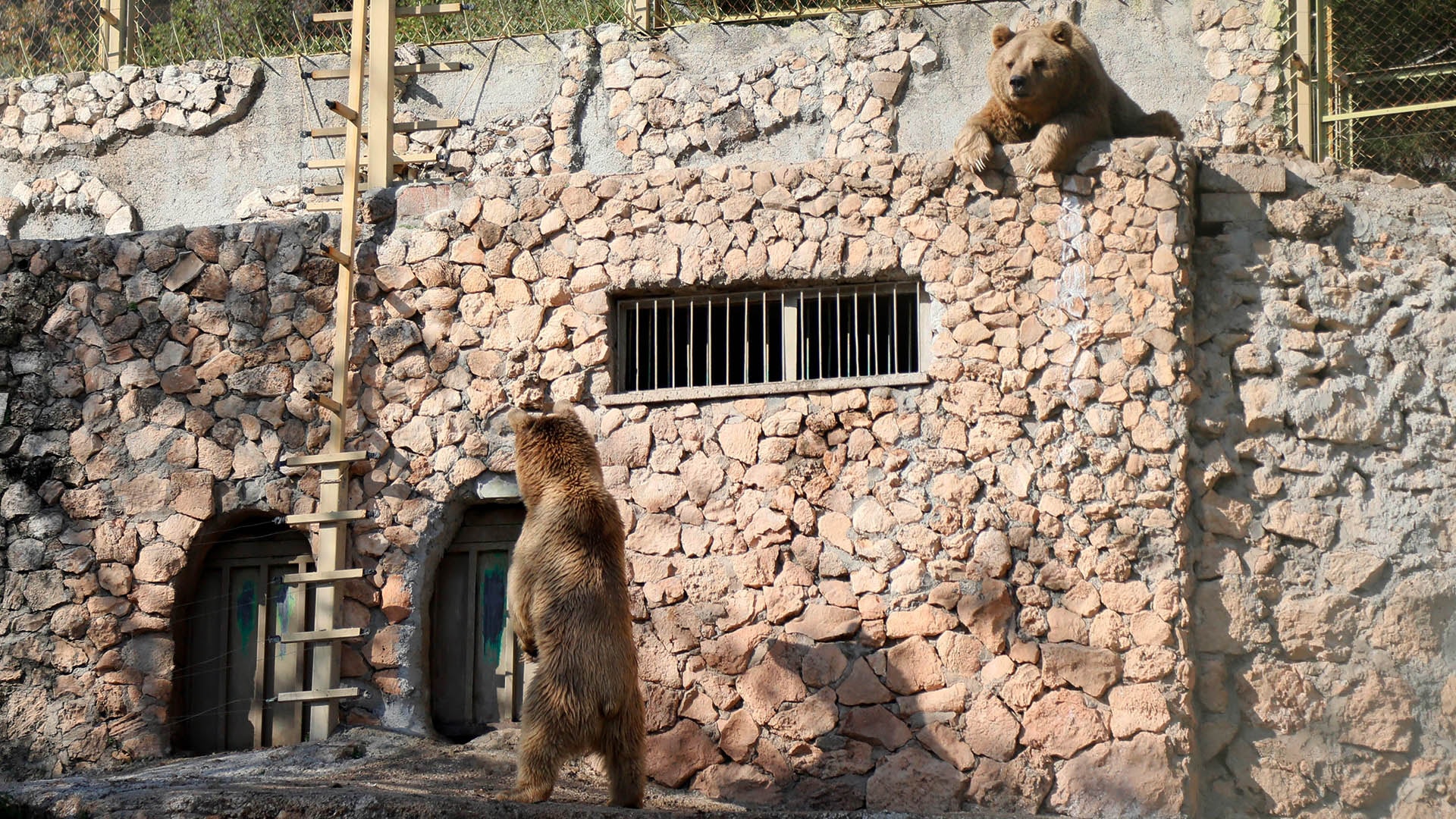 Antalya'da kış uykusuna yatamayan hayvanlar strese girdi