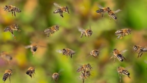 İklim değişikliği arıların bağışıklık sistemini bozuyor