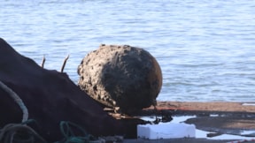 Balıkçı ağılarına takıldı İstanbul'dan özel ekip talep edildi