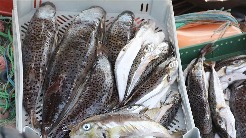 Profesörden 'balık' uyarısı: Yemeyin, tamamı zehirli...