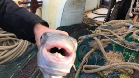Balon balığı uyarısı: 1 miligram zehri 70 kiloluk birini öldürebilir