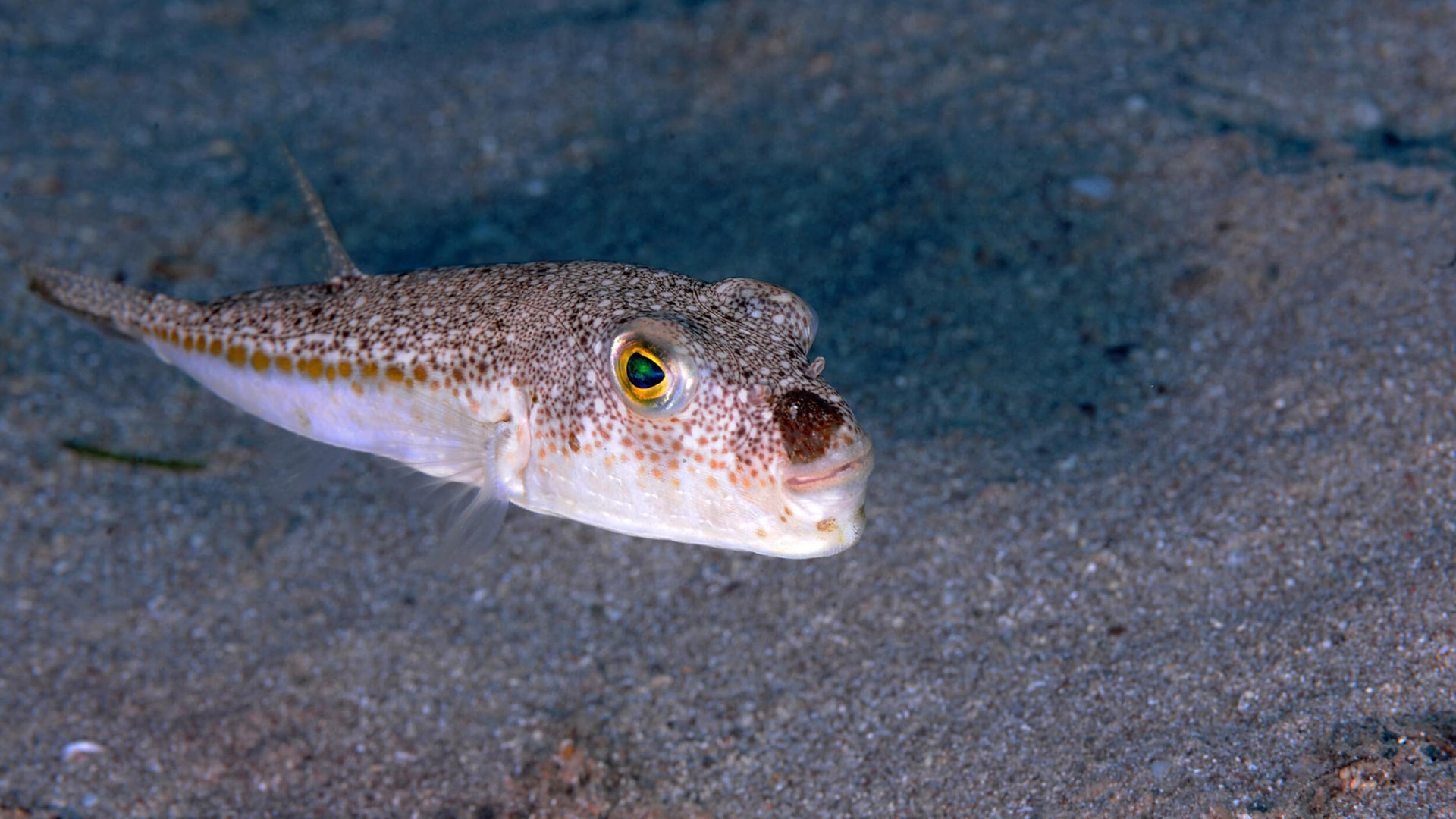 İzmir ve İstanbul dikkat! Zehirli balon balığı rota değiştirdi