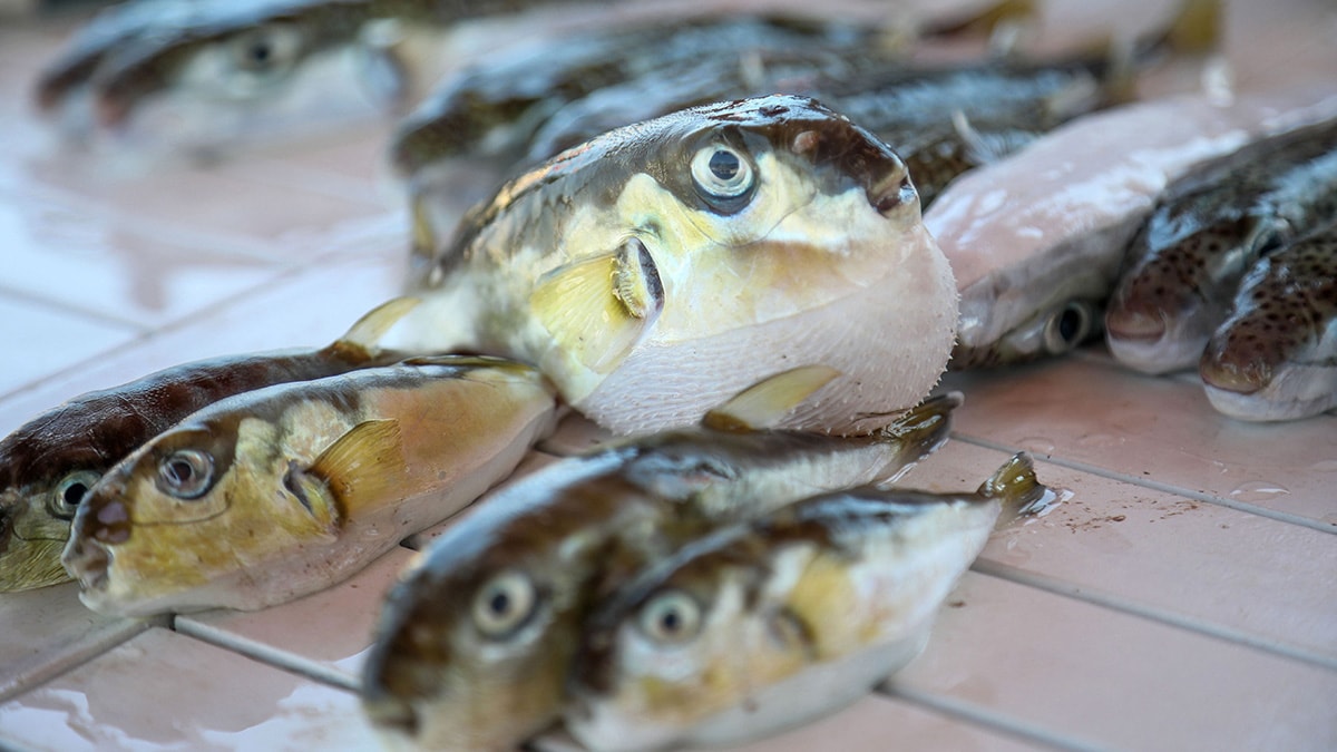 Balon balığı faciası... 7 kişilik aileden baba entübe edildi