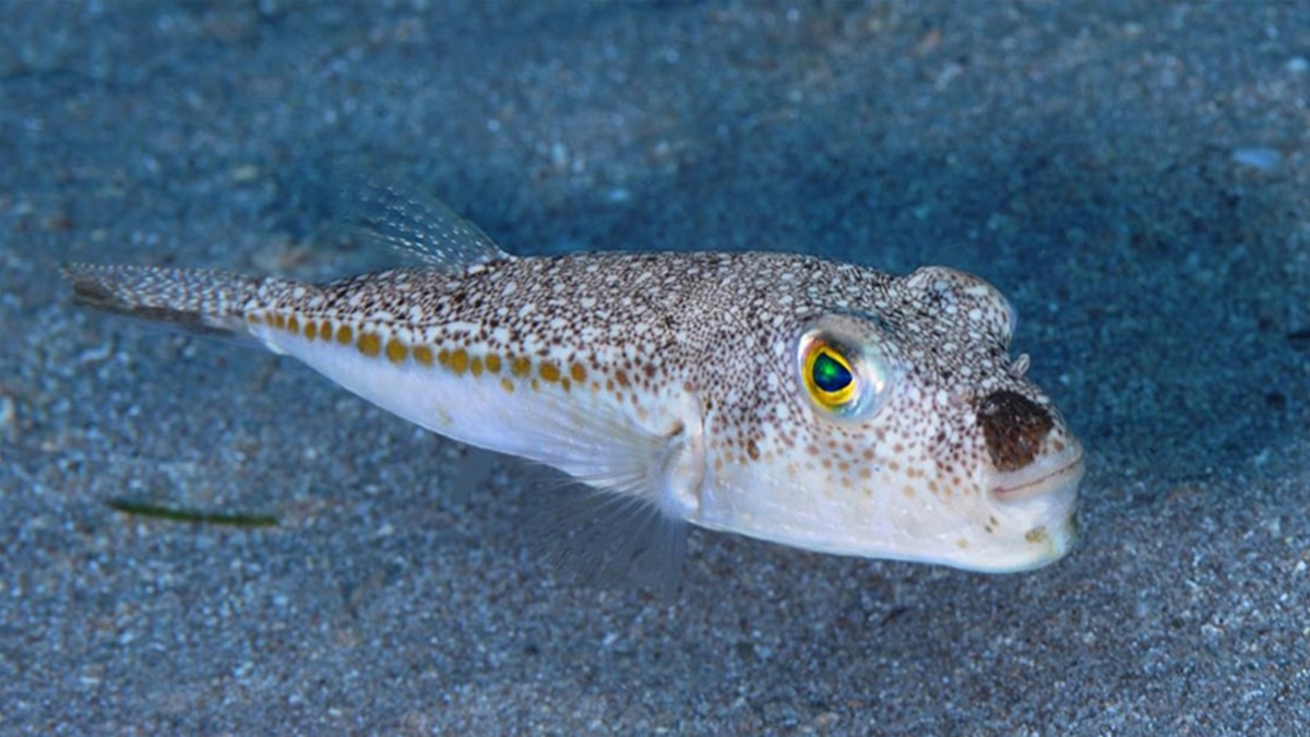 Zehirli balon balığı Marmara yolunda