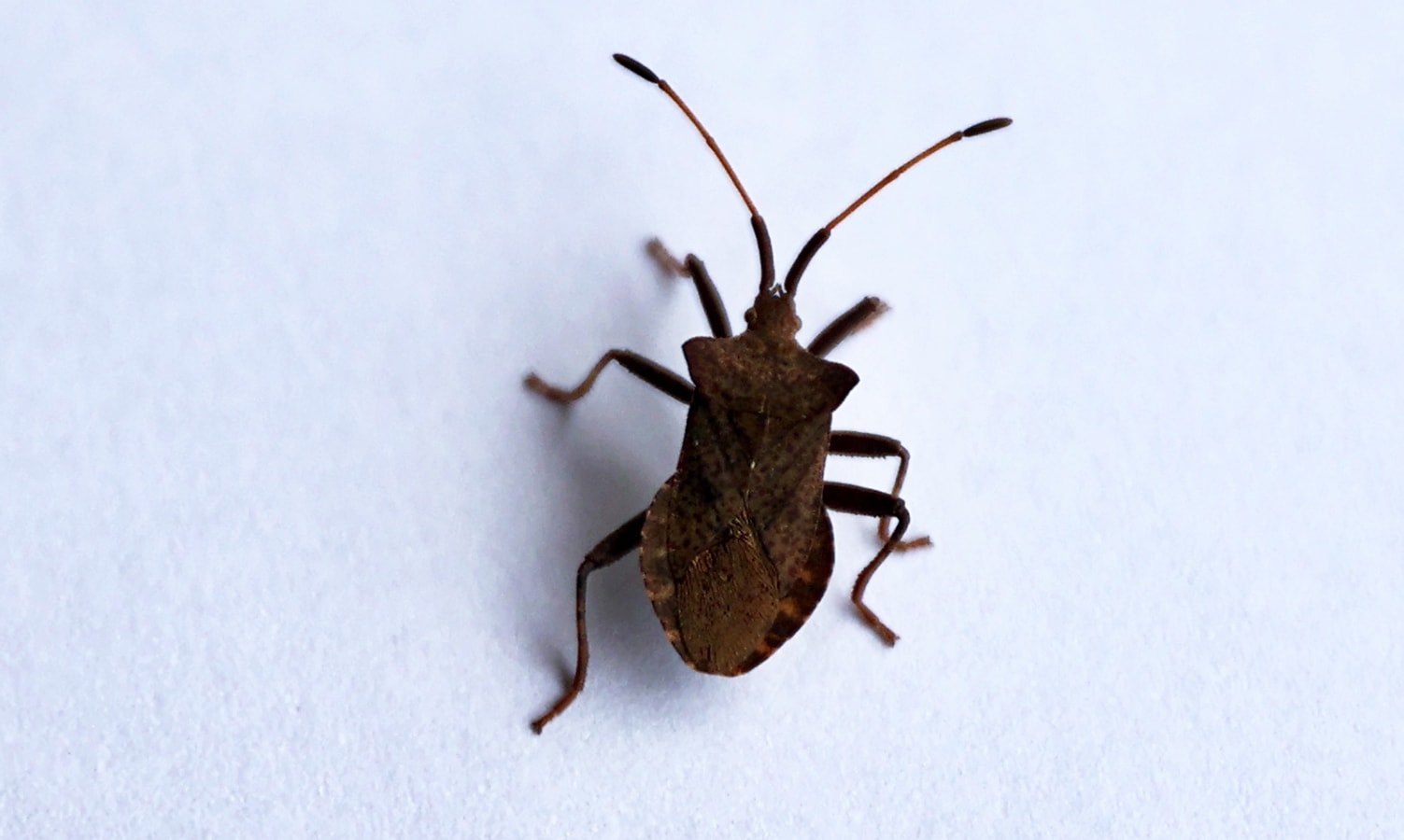 Böcek popülasyonunda küresel ısınma etkisi