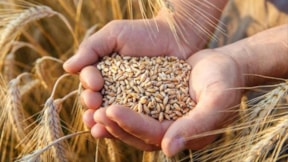 Kızıldeniz'den buğday akışı yüzde 40 azaldı