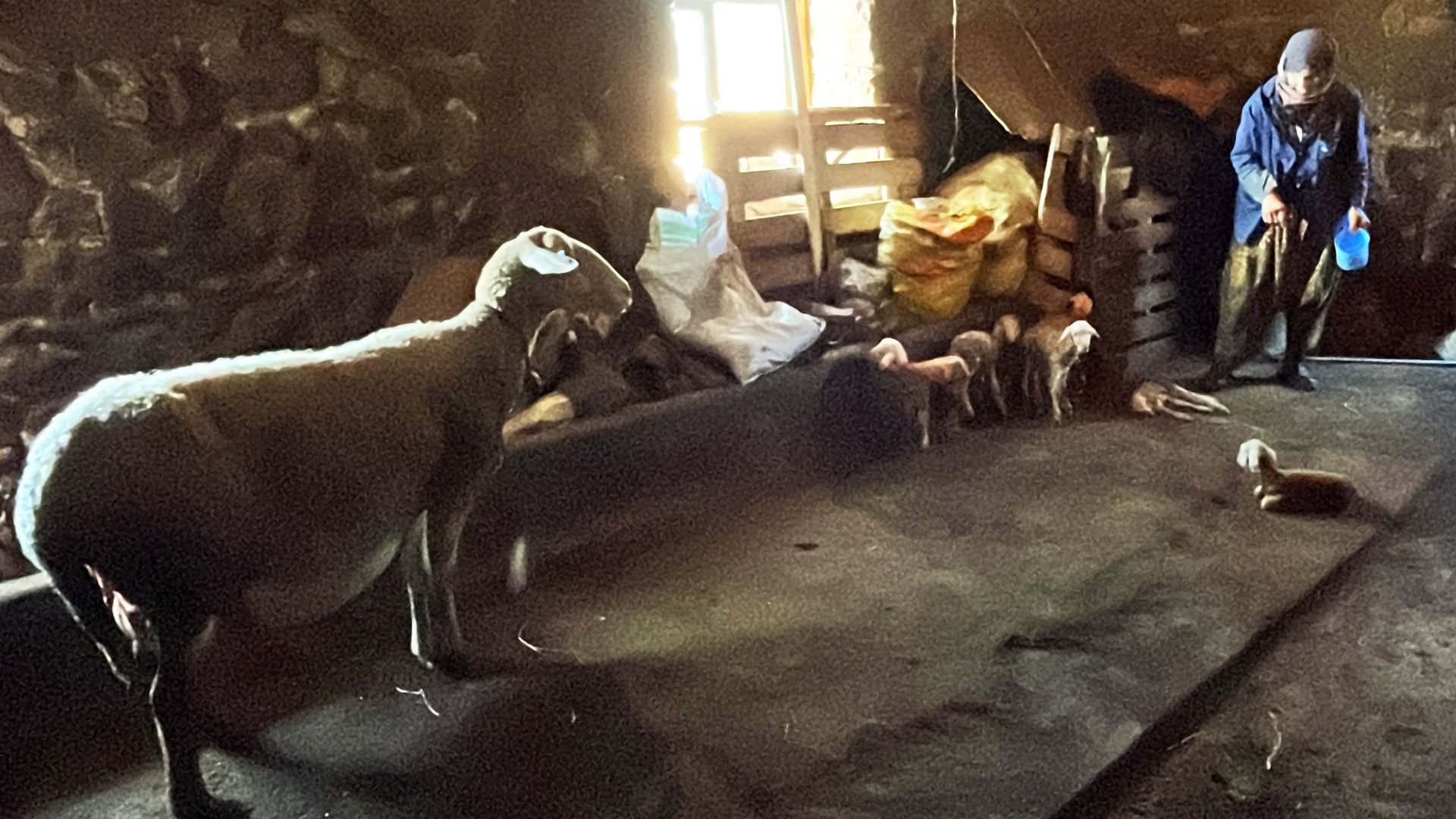 Bir batında 6 kuzu doğurdu