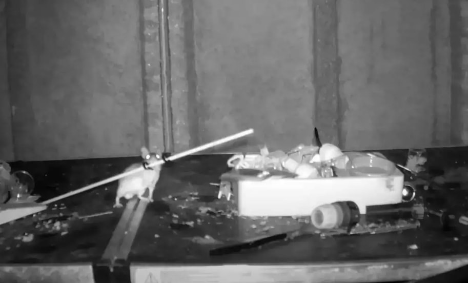 İnanılmaz video:  Fare her gece evi toplamış