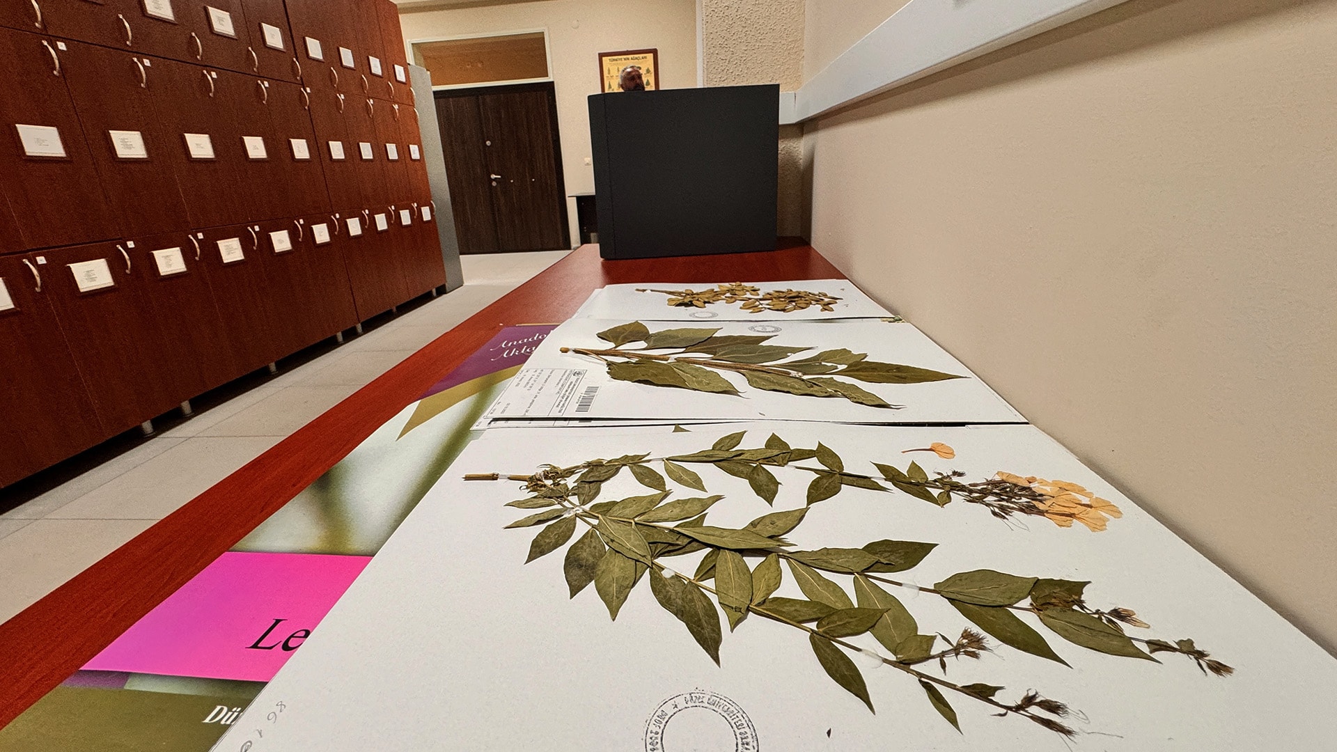 Sulak alandaki endemik bitkiler kırmızı alarm veriyor