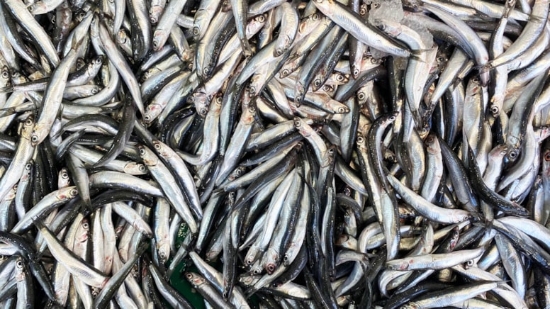 Hamsi geçen yıl en çok tüketilen deniz ürünü oldu