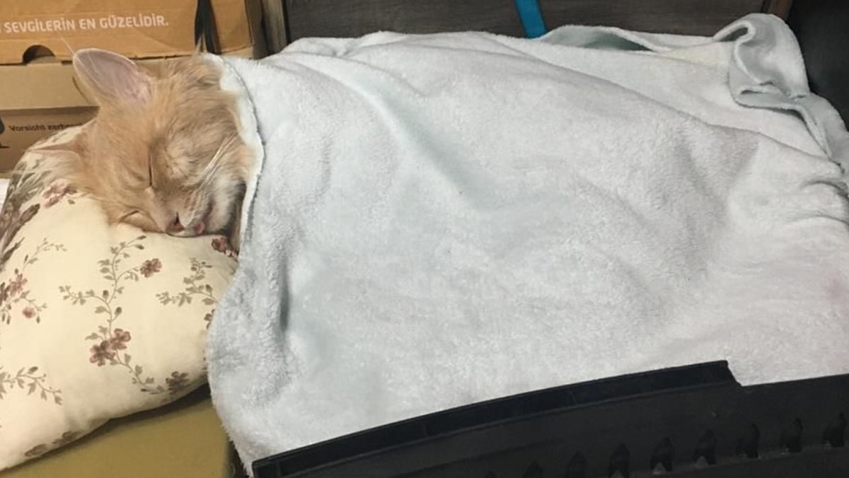 Havalı tüfekle mahalledeki kedileri öldüren cani tutuklandı