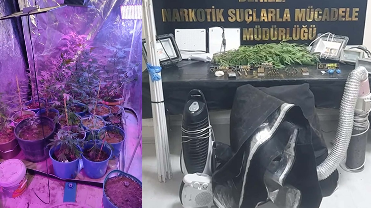 Evin bir odasını seraya çevirip Hint keneviri yetiştirmişler