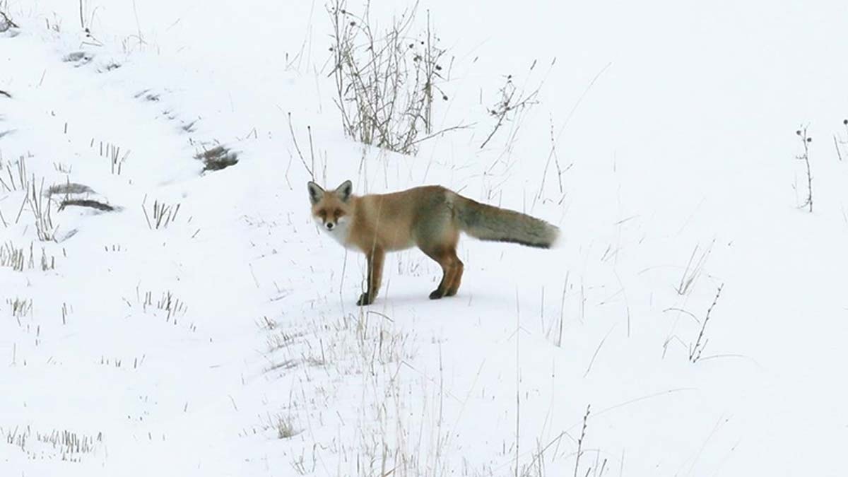 Kızıl tilkiler av mesaisinde