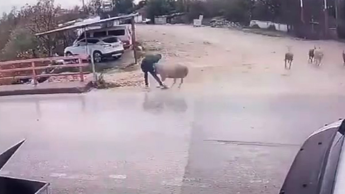 Yayaya koç saldırdı, o anlar kamerada