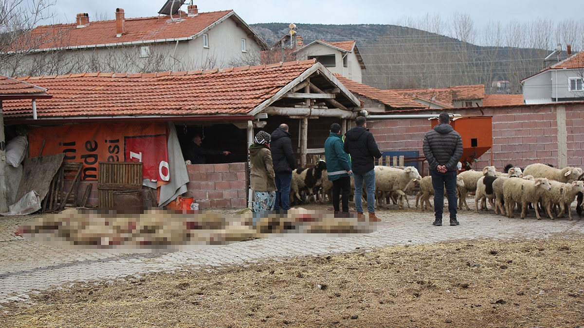 Sahipsiz köpekler 20 küçükbaş hayvanı parçaladı