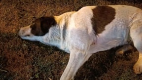 İzmir'de vahşet... 13 köpeği zehirlediler
