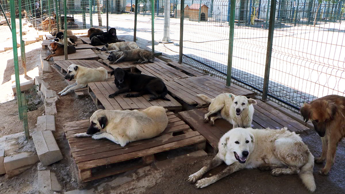 'Sokak hayvanı sorununda tek çözüm ciddi bir kısırlaştırma projesi'