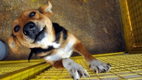Güney Kore, köpek eti ticaretini yasaklıyor