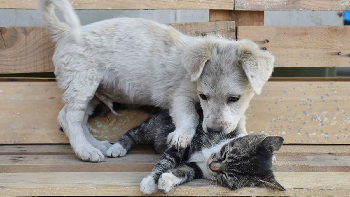 Kedi-köpekler için QR kod dönemi