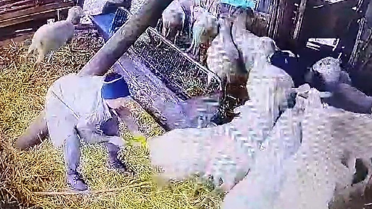 Komşunun koyunlarına işkence yaptı