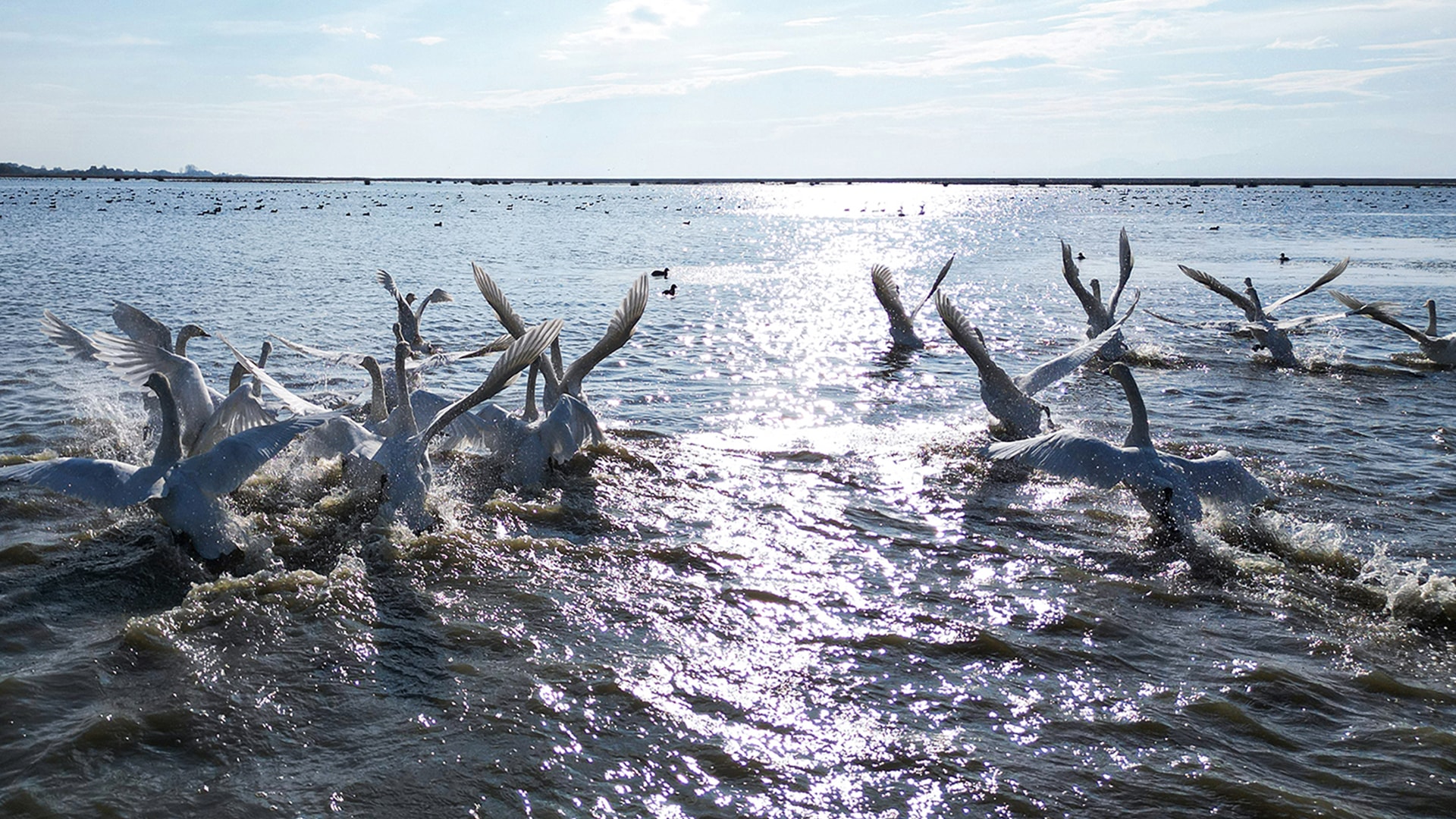 Kuğular kışı Kızılırmak Deltası'nda geçiriyor