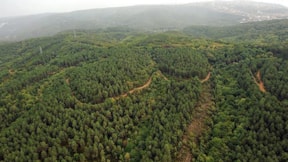 Erdoğan'ın kararı: Orman sınırları sil baştan