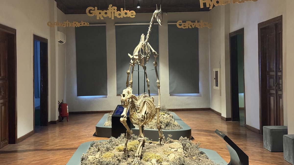 8,5 milyon yıllık fosiller ziyaretçilerini bekliyor