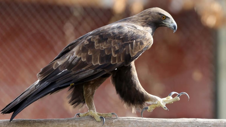 Engelli yırtıcı kuşlar yeniden hayat buldu