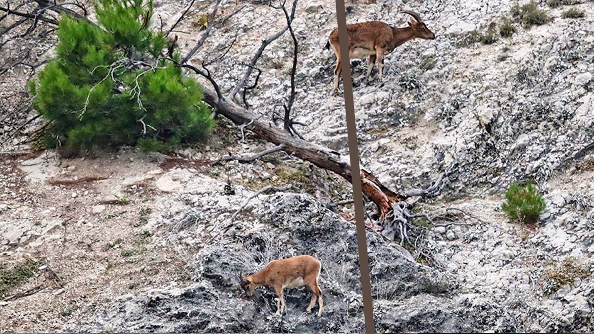 Nesli tehlike altındaki yaban keçilerinin sayısı arttı