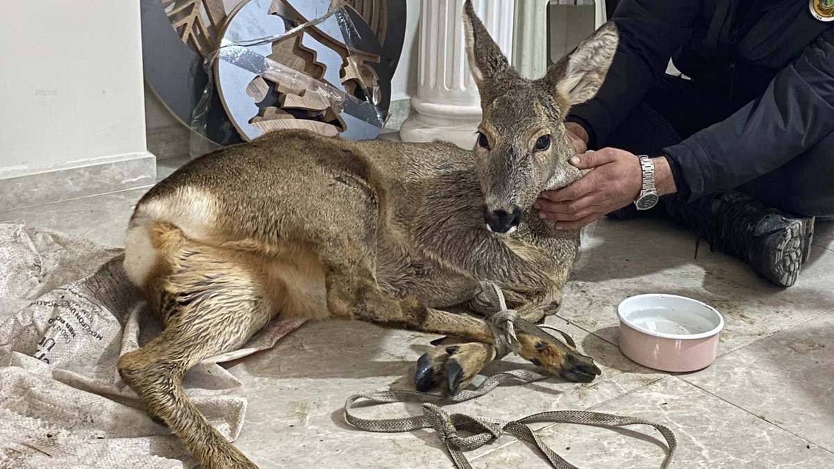 Yaralı halde bulunan karaca tedavi altına alındı
