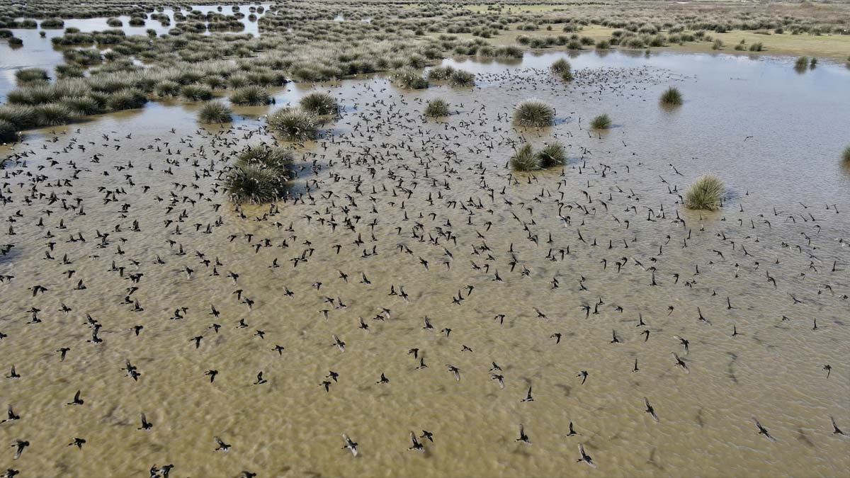 Kızılırmak Deltası kuğular ile farklı türlerden binlerce kuşa yuva oluyor