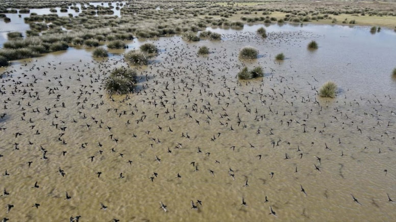 Kızılırmak Deltası kuğular ile farklı türlerden binlerce kuşa yuva oluyor