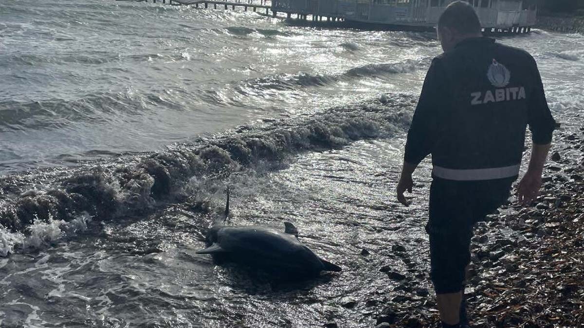 Bodrum'da karaya vuran yunus öldü