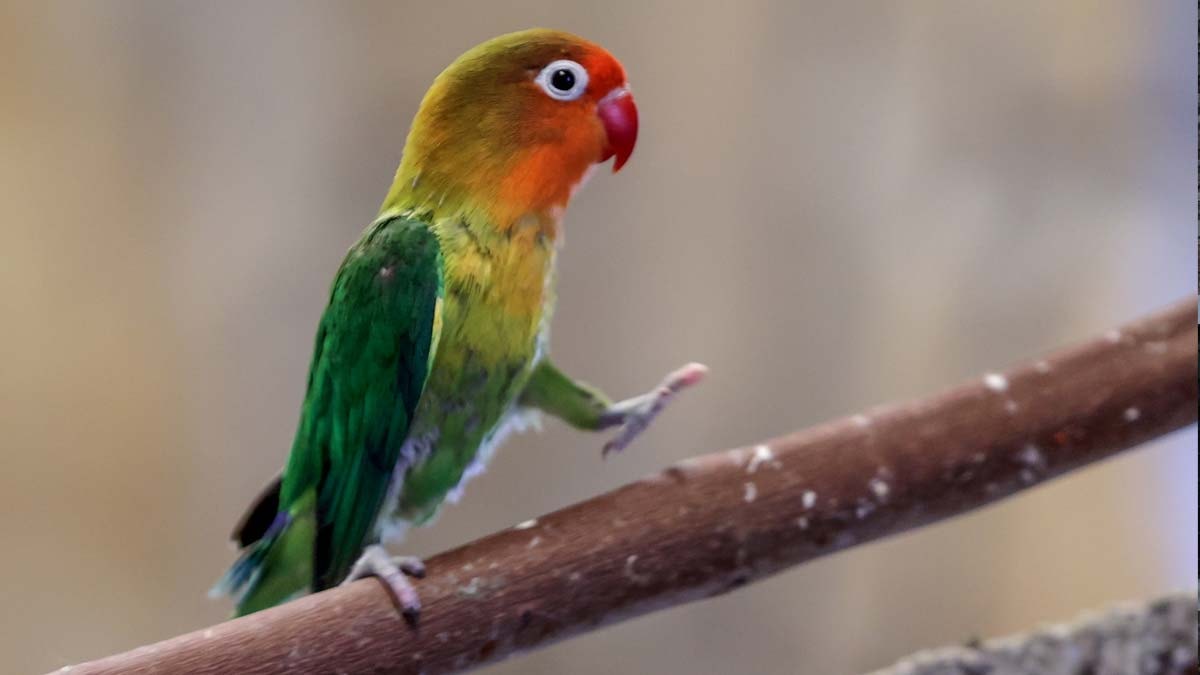 Kış aylarında bile sıcakta yaşayan papağanlar