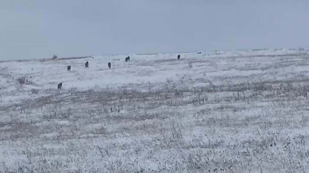 Köye inen kurt sürüsü görüntülendi