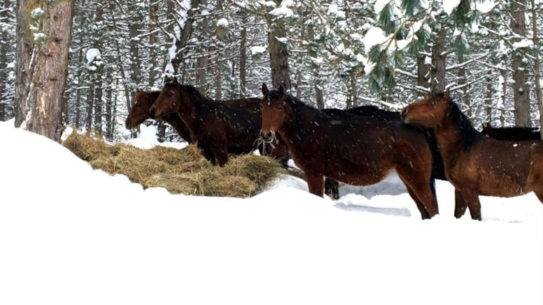Karla kaplı yaylaya yılkı atları için yem bıraktılar