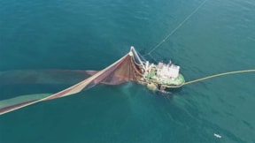 Karadeniz'de balık türleri tehlike altında