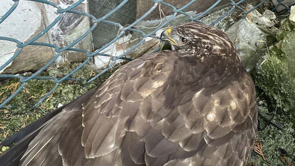 Bitkin halde bulunan kızıl şahin doğaya salındı