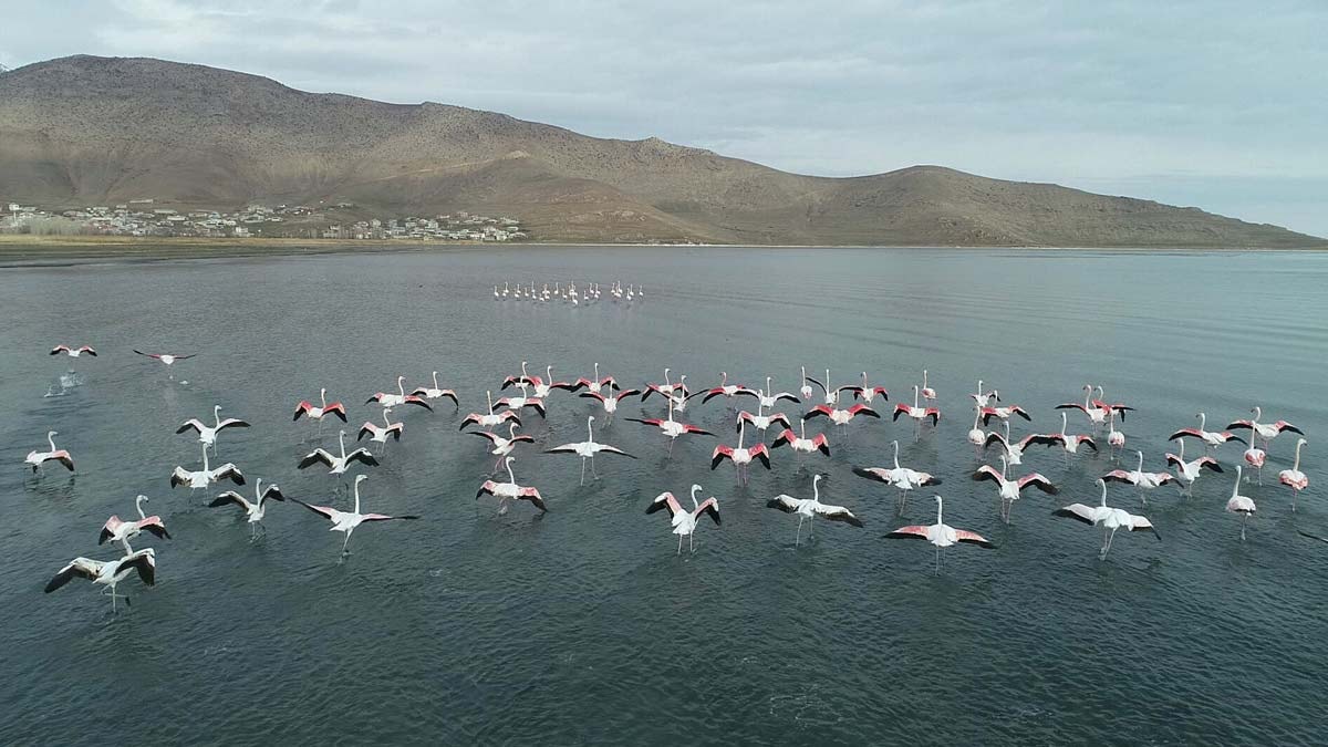 Van Gölü havzasındaki göçmen kuşlar koruma altında
