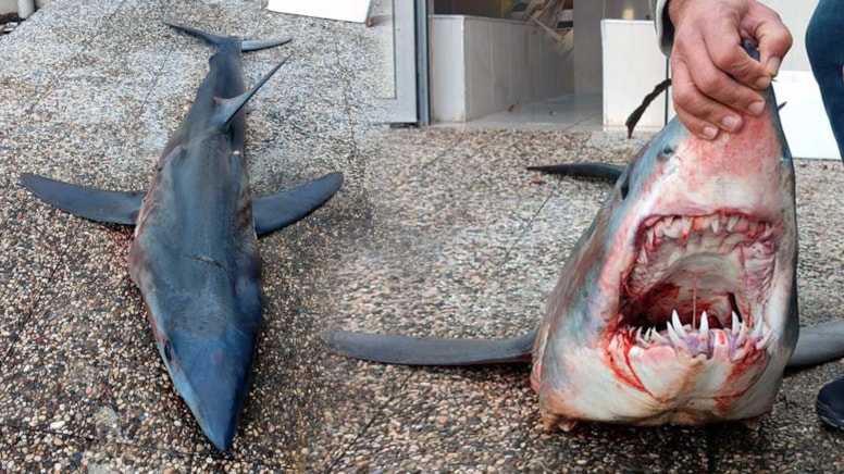 Köpek balığı popülasyonu 50 yılda yüzde 90 azaldı