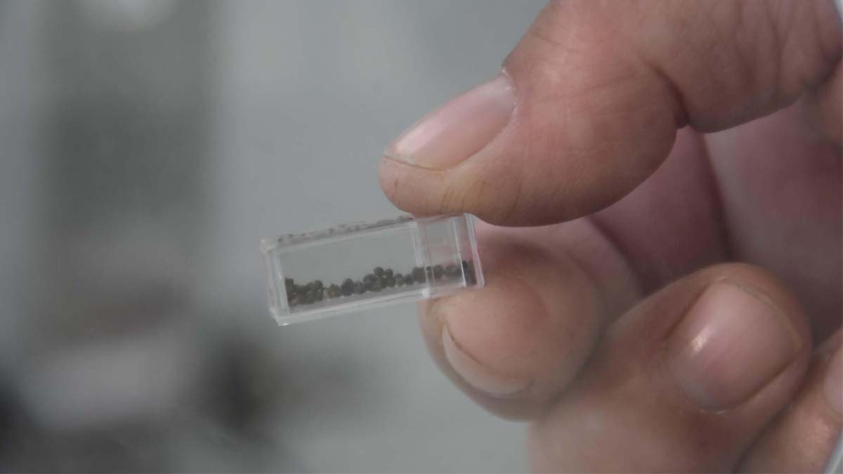 Yassıtepe Höyüğü'nde 5 bin yıllık incir çekirdekleri bulundu