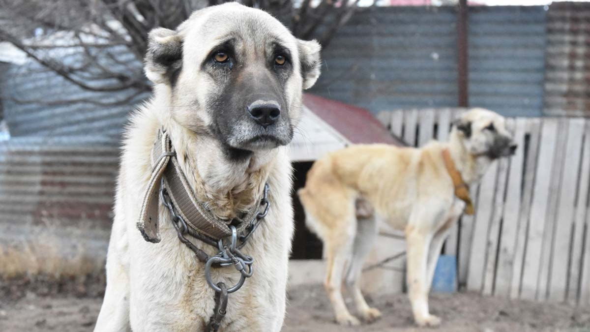 İklim değişikliğinden Kangal köpekleri de etkilendi