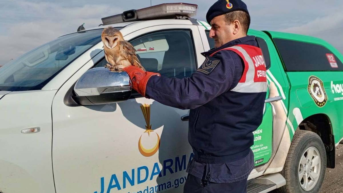 Uçamayan peçeli baykuş koruma altında