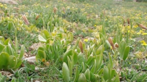Mersin'de keşfettiği bitkiye ismi verildi: Fritillaria Nevzatcaglari